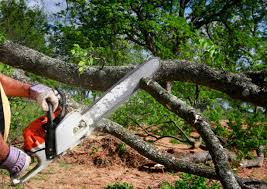 Parkside, PA Tree Services Company