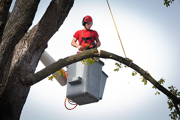 How Our Tree Care Process Works  in  Parkside, PA